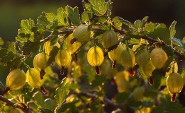When do gooseberries ripen in the Moscow region and how to determine the ripeness of the berries