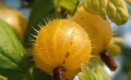 General characteristics and description of hairy gooseberry varieties