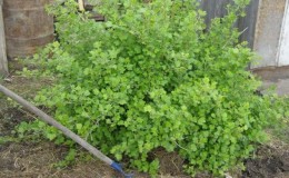 Why there are no berries on gooseberries and how to fix it