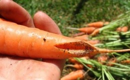What to do if carrots burst and crack in the garden, and why this happens