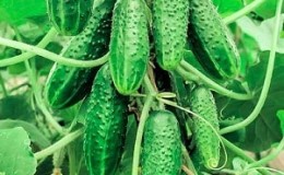 Review of the best bunched varieties of cucumbers for open ground