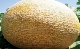 The Amal melon hybrid, beloved by summer residents, tastes great and is resistant to diseases