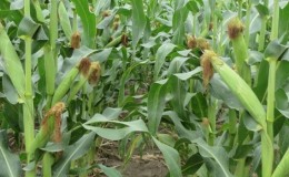 We study the structure of corn from A to Z: what parts does the vegetable consist of and where is each part used?