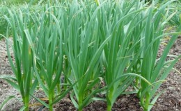 We follow the rules of crop rotation: what can be planted after onions next year and what should not be planted