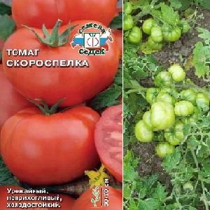 The ideal variety for obtaining a rich, tasty, early harvest of tomatoes: Skorospelka tomato