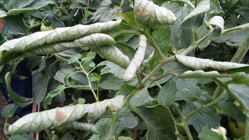 What are the diseases of tomatoes and how to treat them?