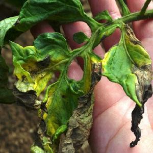 What are the diseases of tomatoes and how to treat them?