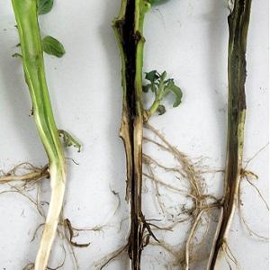 What are the diseases of tomatoes and how to treat them?