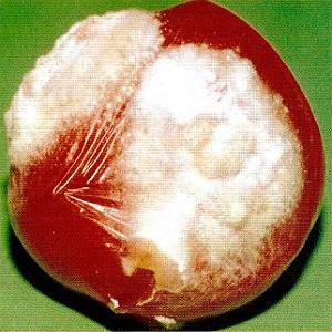 What are the diseases of tomatoes and how to treat them?