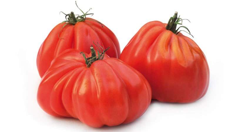 Farmers' favorite among tomatoes: Bull's Heart tomato, characteristics and description of the variety