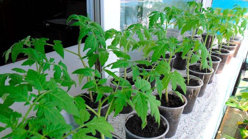 Farmers' favorite among tomatoes: Bull's Heart tomato, characteristics and description of the variety
