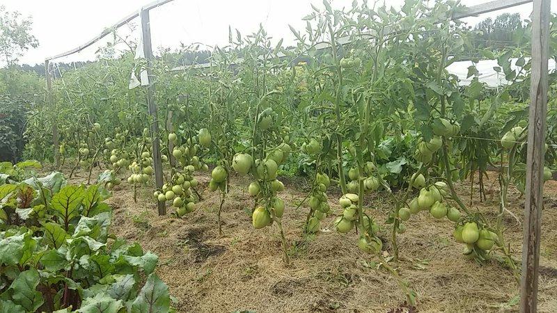 Farmers' favorite among tomatoes: Bull's Heart tomato, characteristics and description of the variety
