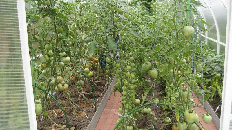 Farmers' favorite among tomatoes: Bull's Heart tomato, characteristics and description of the variety