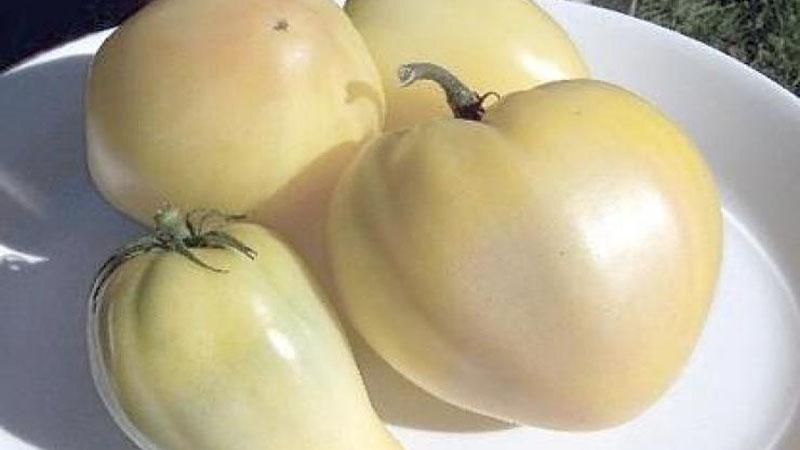 Farmers' favorite among tomatoes: Bull's Heart tomato, characteristics and description of the variety