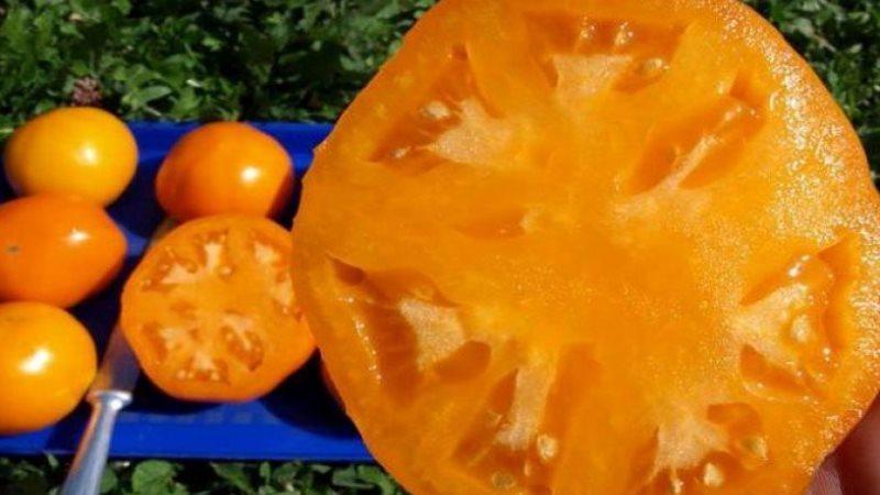 How to grow a Persimmon tomato on your plot - tricks and useful tips from experienced gardeners