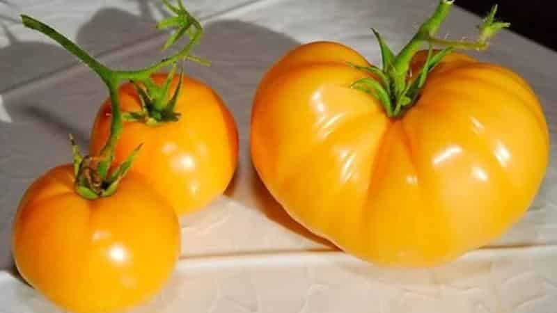 How to grow a Persimmon tomato on your plot - tricks and useful tips from experienced gardeners