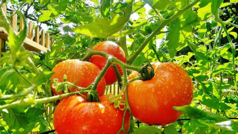 Which low-growing tomato varieties are the most productive?