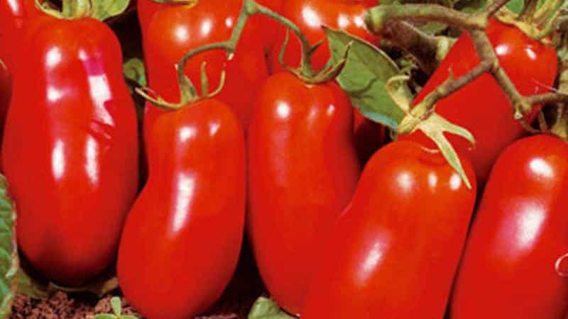 Which low-growing tomato varieties are the most productive?