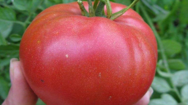 Which low-growing tomato varieties are the most productive?