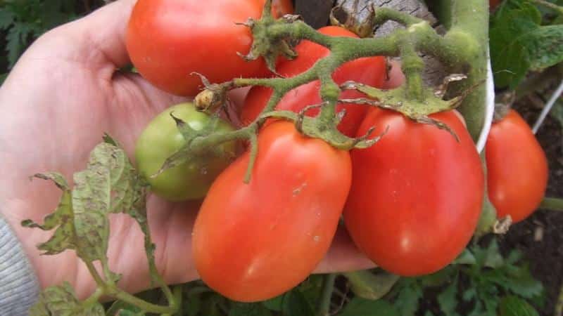 Which low-growing tomato varieties are the most productive?