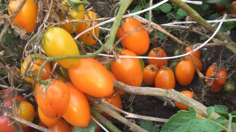 Which low-growing tomato varieties are the most productive?