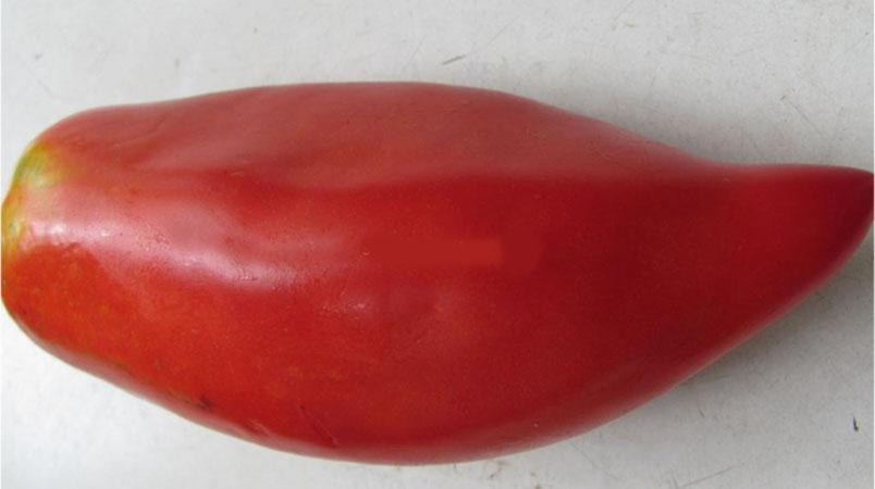 Which low-growing tomato varieties are the most productive?