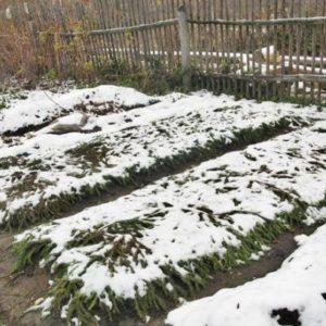 Saving the harvest from the cold: how to cover garlic for the winter, how and when to do it correctly