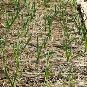 Saving the harvest from the cold: how to cover garlic for the winter, how and when to do it correctly