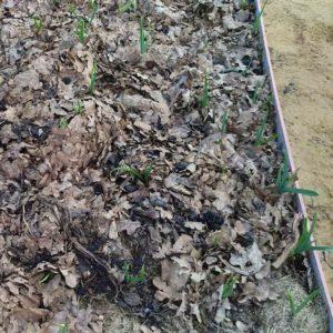 Saving the harvest from the cold: how to cover garlic for the winter, how and when to do it correctly