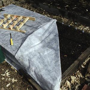 Saving the harvest from the cold: how to cover garlic for the winter, how and when to do it correctly