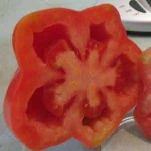 Why you should grow the Etoile tomato: the benefits of the variety and tips for getting a rich harvest