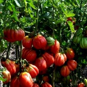 Why you should grow the Etoile tomato: the benefits of the variety and tips for getting a rich harvest