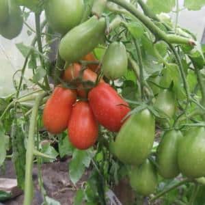 Fruitful and easy to grow tomato. Women's happiness - photos of fruits and secrets of proper care