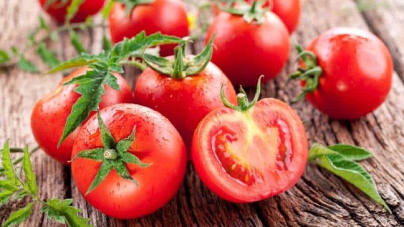 Disease-resistant and easy-care tomato Gina - a practical guide to growing
