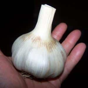 Top 30 best varieties of garlic, their photos with descriptions and help in choosing the right variety