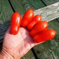 An excellent variety for canning and various dishes - Lady fingers tomato: we grow it ourselves