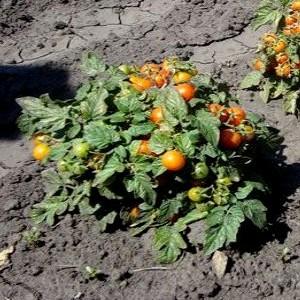 How to grow Klusha tomatoes