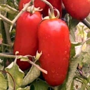 How to care for a tomato Parsley gardener
