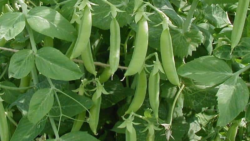 Features of growing peas