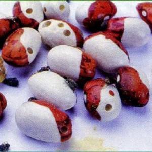 How to grow beans at home: a step-by-step guide