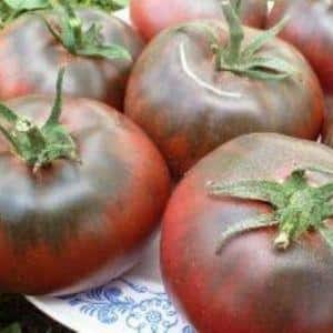 Features of growing and caring for the Bison black tomato