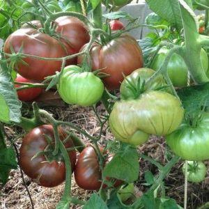 Features of growing and caring for the Bison black tomato