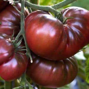 Features of growing and caring for the Bison black tomato