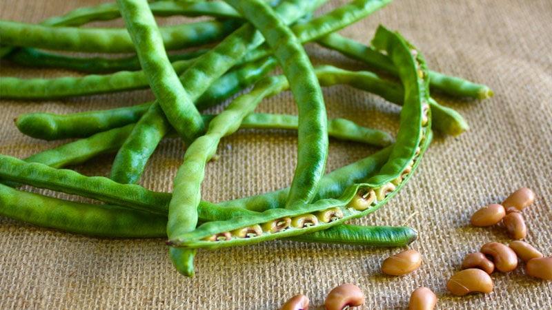 What are the benefits of green beans, how to grow and cook them correctly