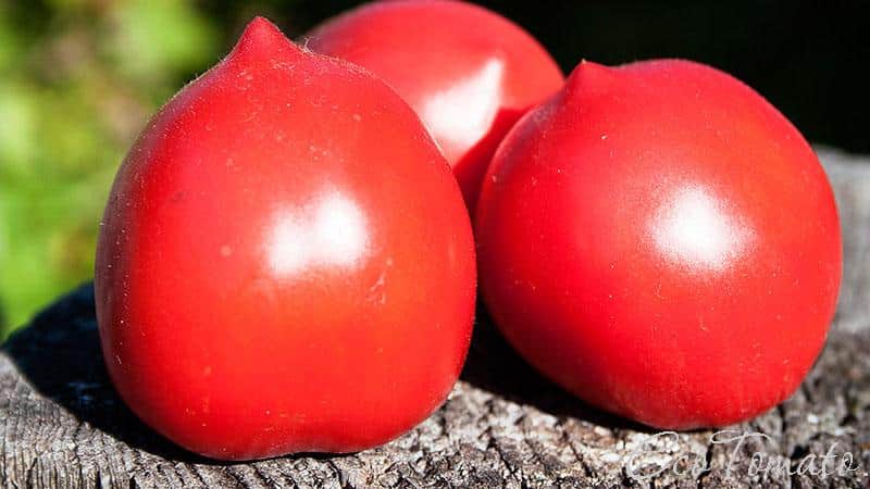 A whole palette in the garden in one variety - the De Barao tomato and the secrets of growing it