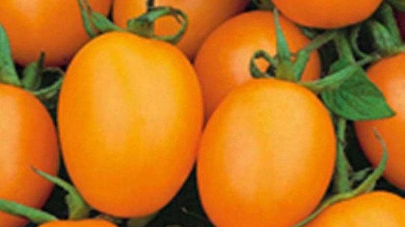 A whole palette in the garden in one variety - the De Barao tomato and the secrets of growing it