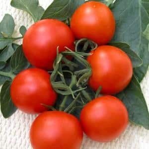 Clusters of bright red fruits, like from the picture: Verlioka tomato - garden bed decoration
