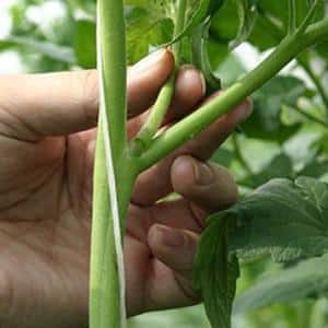 Clusters of bright red fruits, like from the picture: Verlioka tomato - garden bed decoration