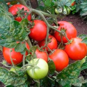 Clusters of bright red fruits, like from the picture: Verlioka tomato - garden bed decoration