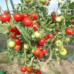 Clusters of bright red fruits, like from the picture: Verlioka tomato - garden bed decoration